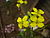 Mustard - Plant with flower.jpg